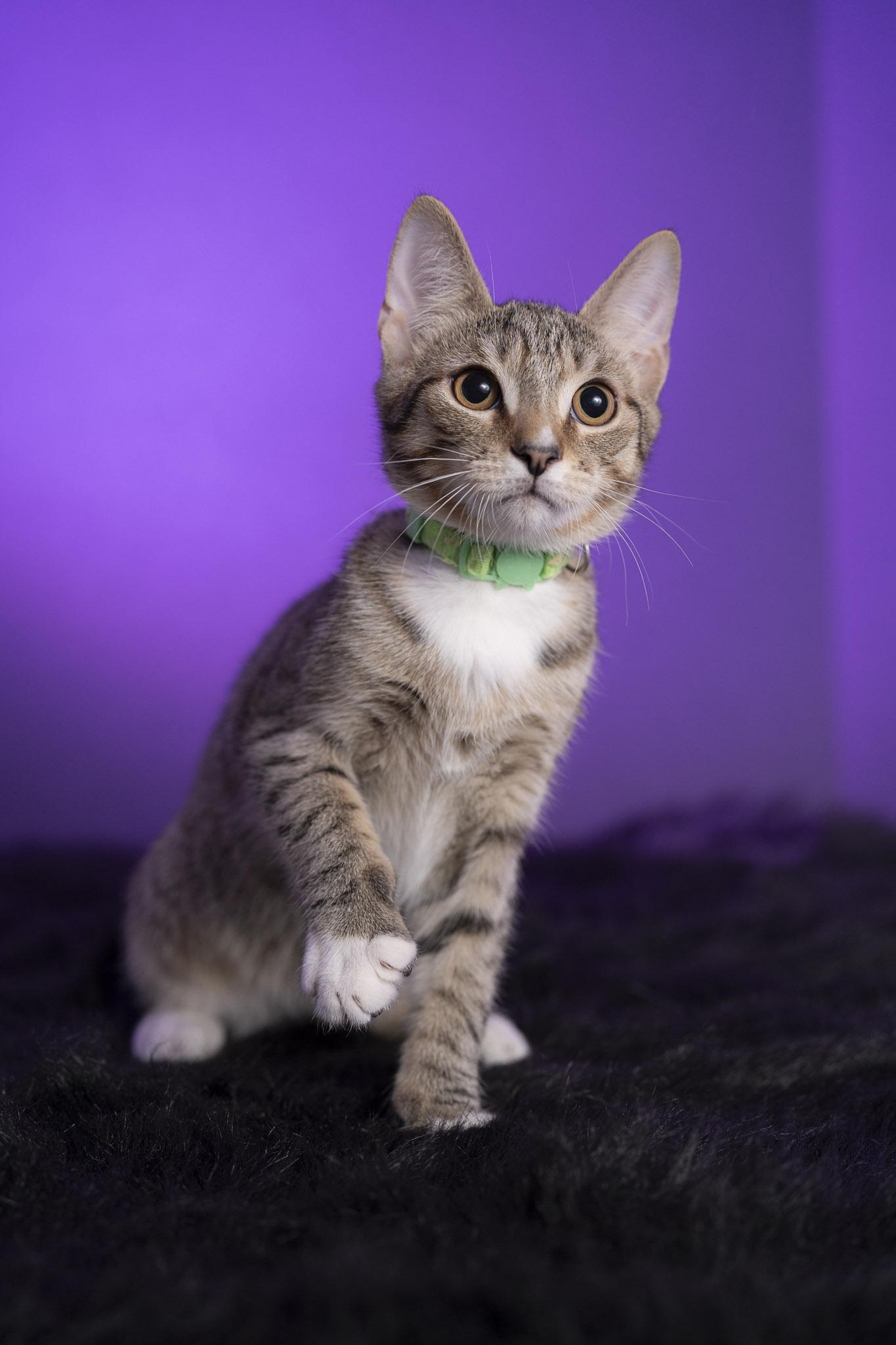 Chandler, a Adoptable Domestic Short Hair in Maitland, FL image 3/6