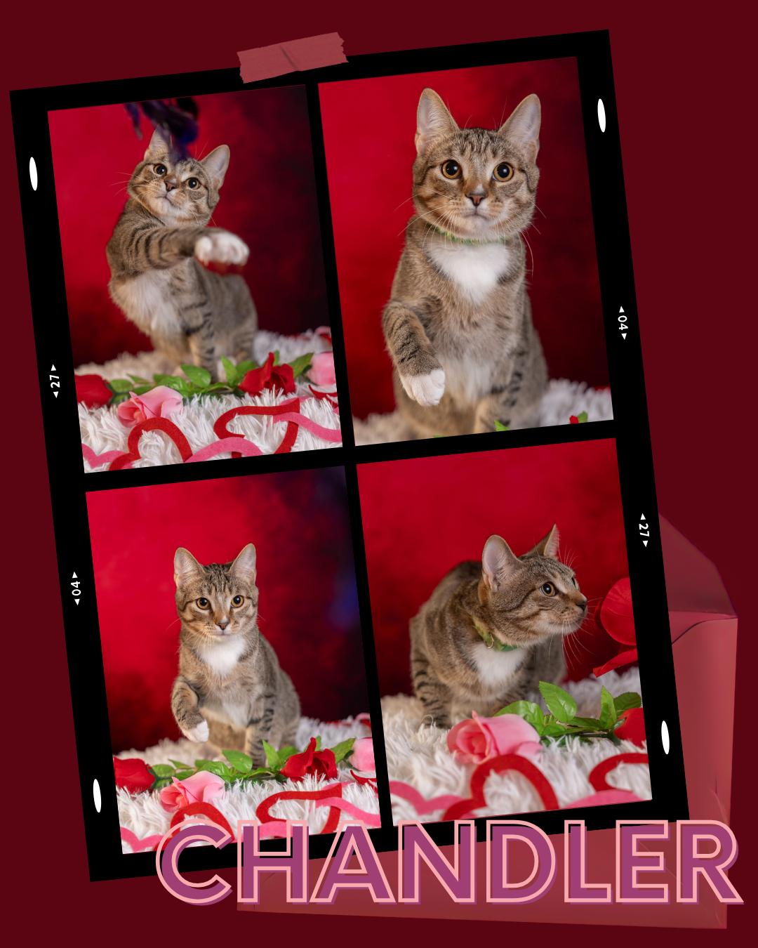 Chandler, a Adoptable Domestic Short Hair in Maitland, FL image 1/6