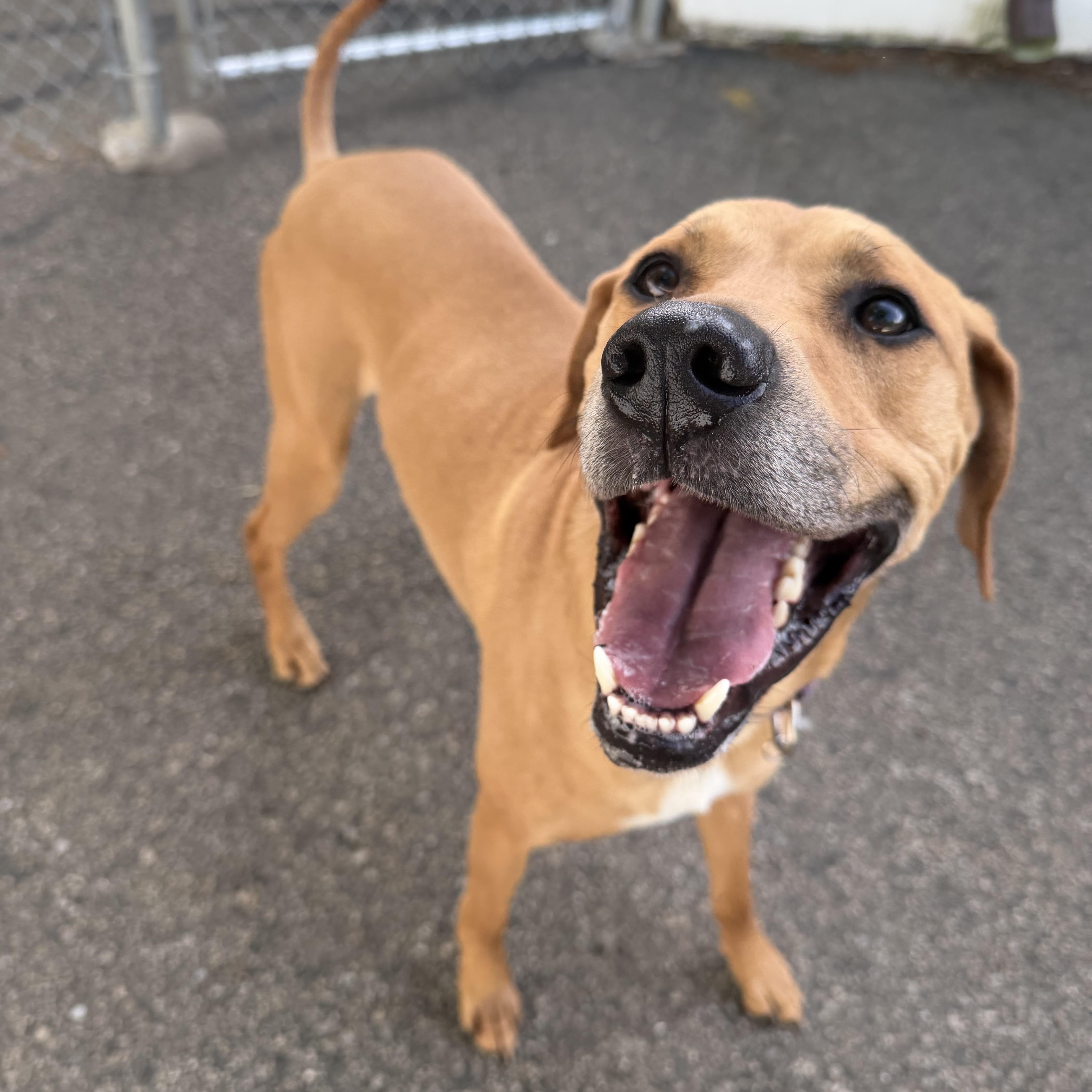 RONAN, a Adoptable mixed breed in Cranston, RI image 4/4