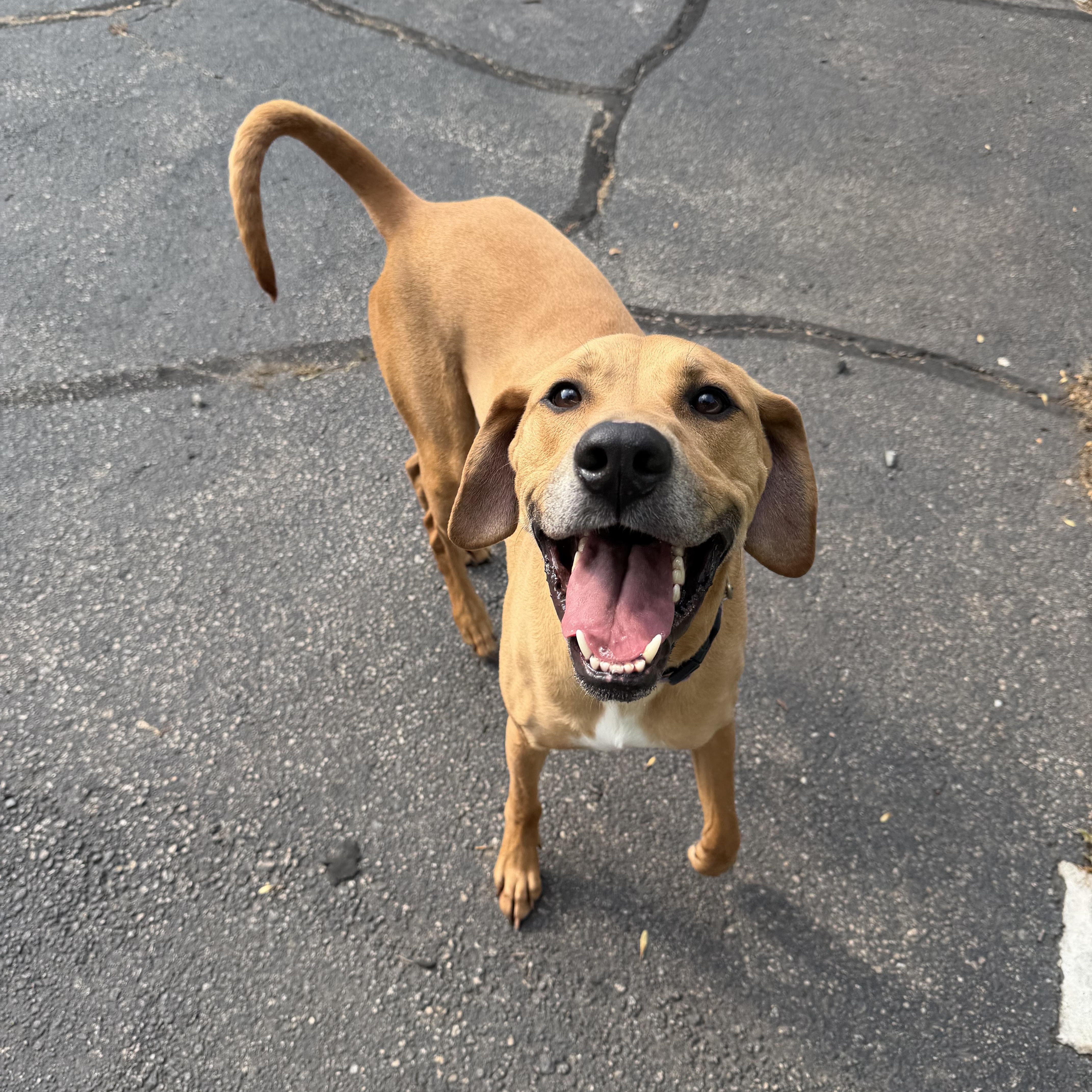 RONAN, a Adoptable mixed breed in Cranston, RI image 1/4