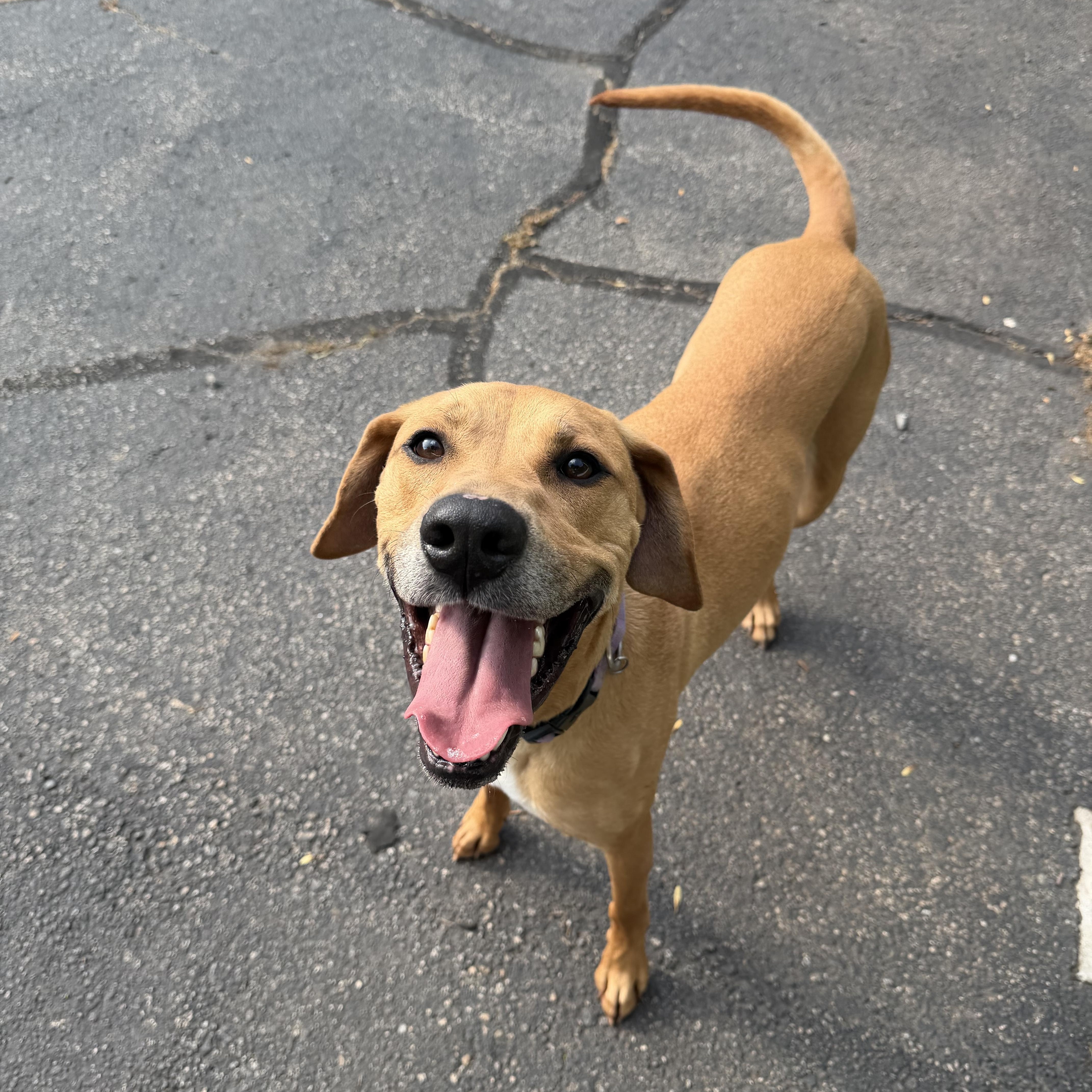 RONAN, a Adoptable mixed breed in Cranston, RI image 3/4