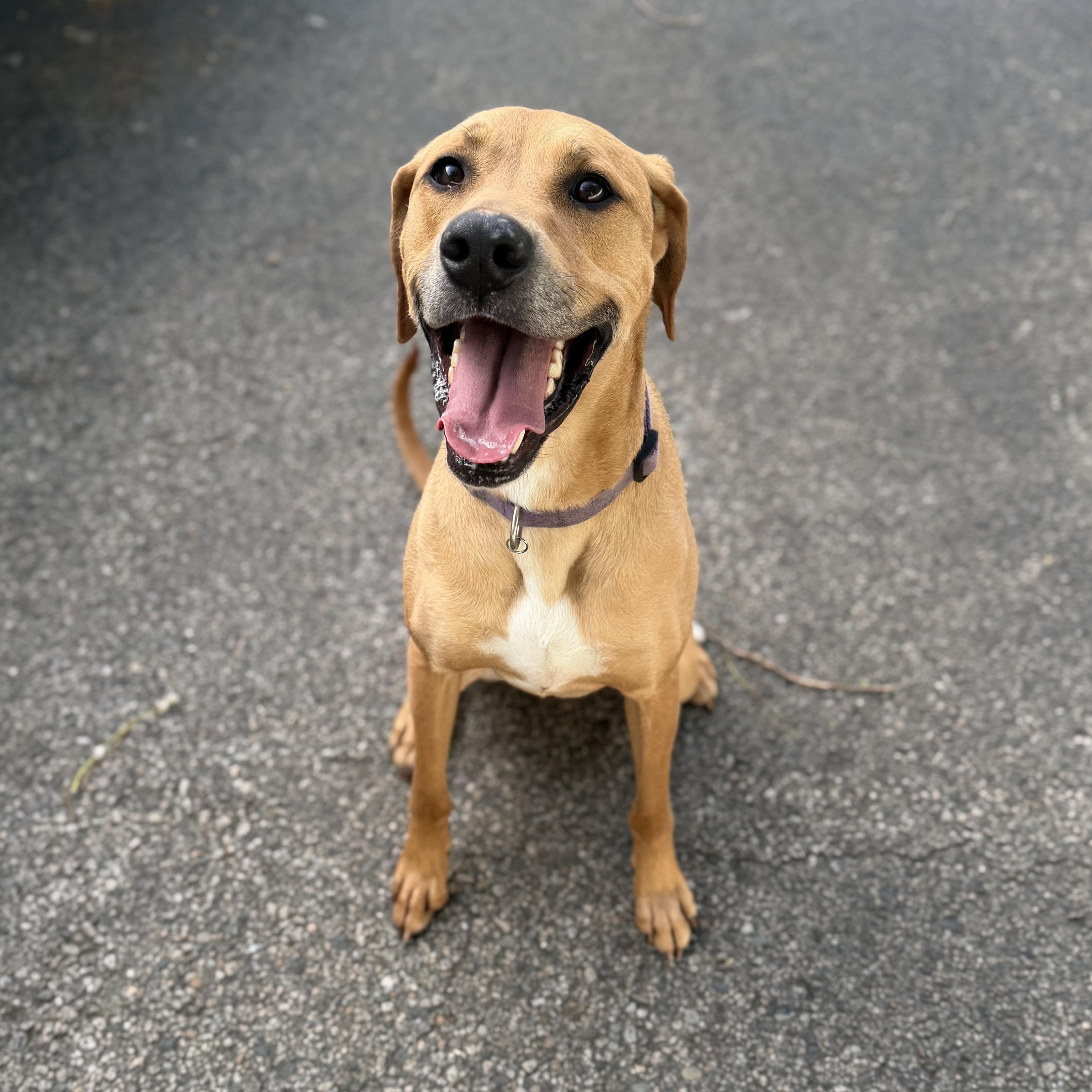 RONAN, Adoptable, Adult Male Mixed Breed.