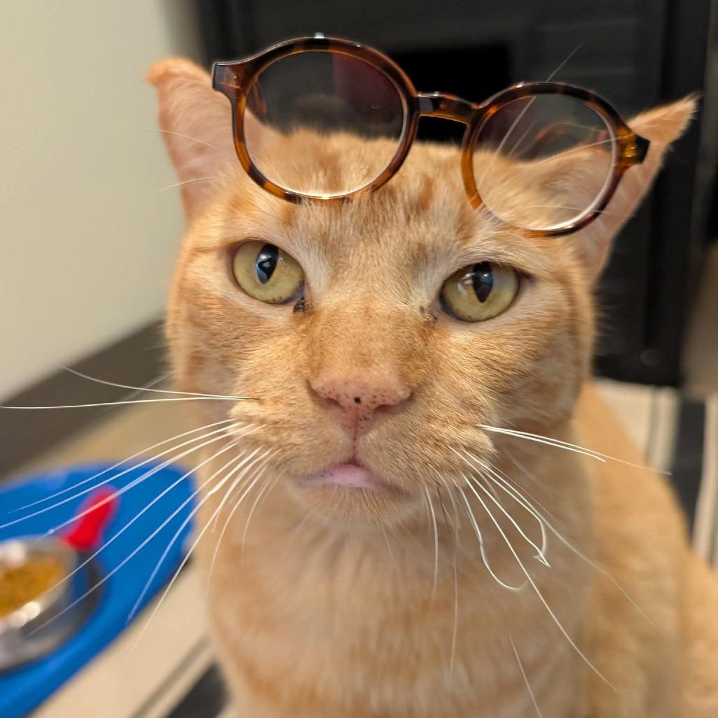 Meowcus Aurelius, a Adoptable Domestic Short Hair in Baltimore, MD image 1/3