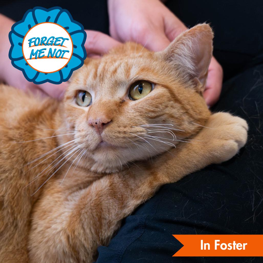 Enlarge Meowcus Aurelius, a Adoptable Domestic Short Hair in Baltimore, MD image 2/3