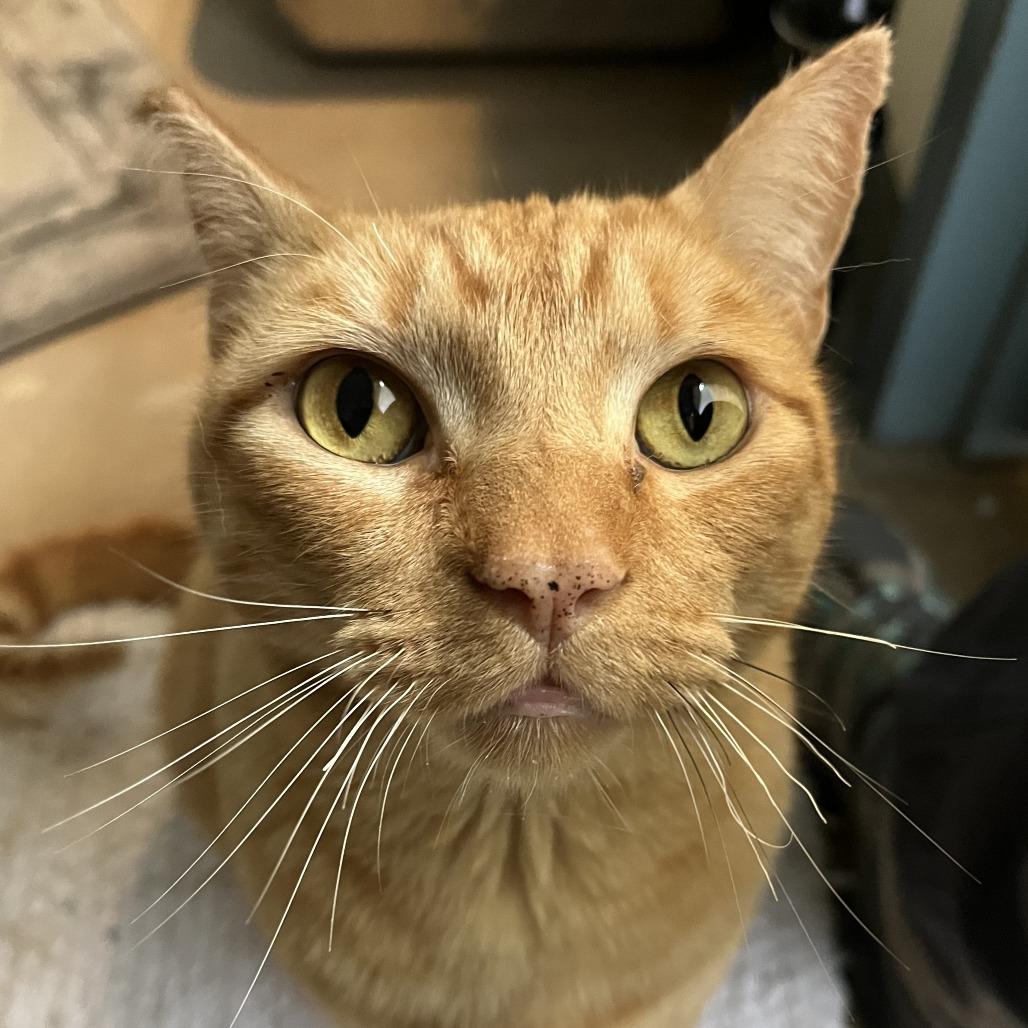 Enlarge Meowcus Aurelius, a Adoptable Domestic Short Hair in Baltimore, MD image 3/3