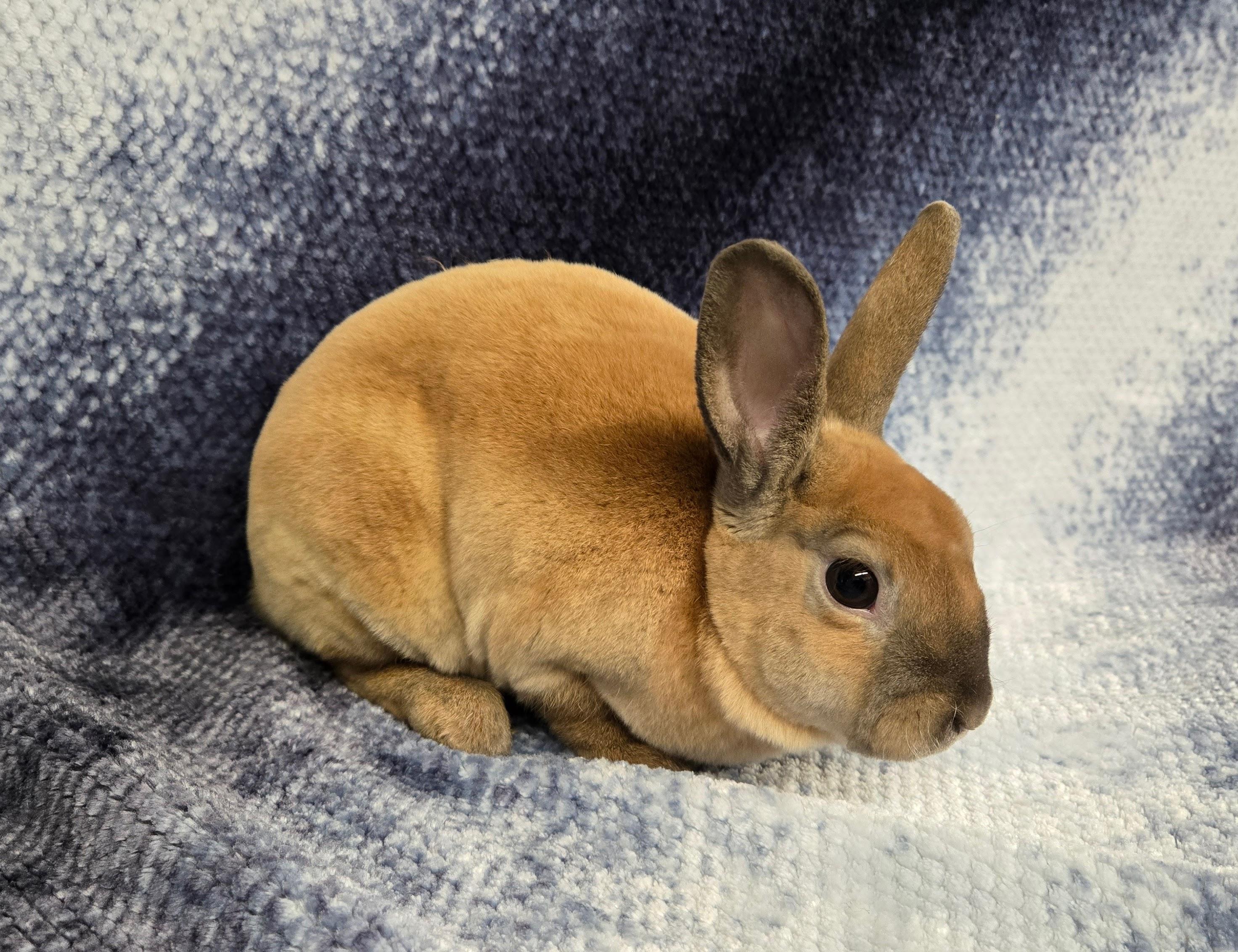 Vincent, a Adoptable Mini Rex in Deerfield, WI image 1/3