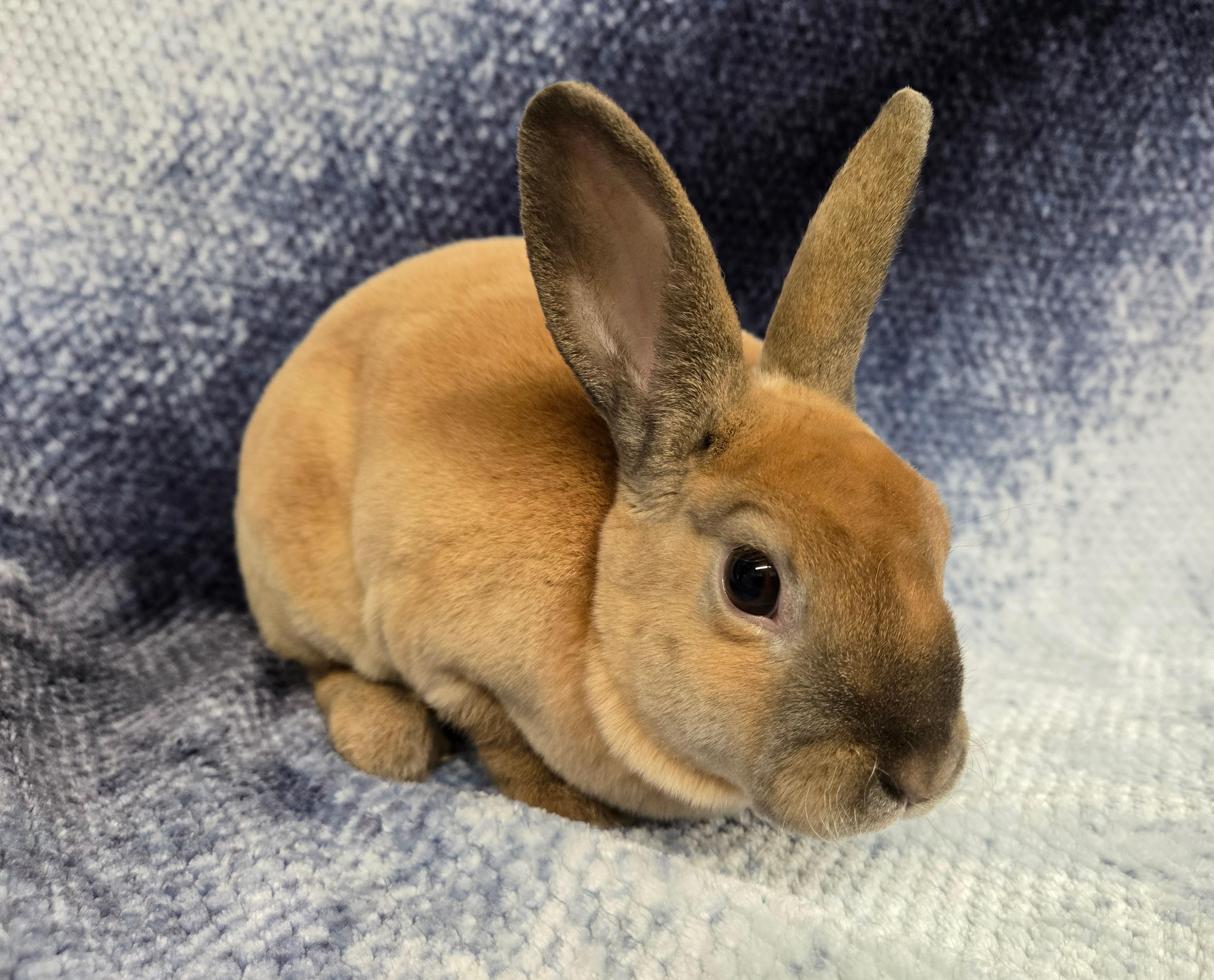 Vincent, a Adoptable Mini Rex in Deerfield, WI image 2/3
