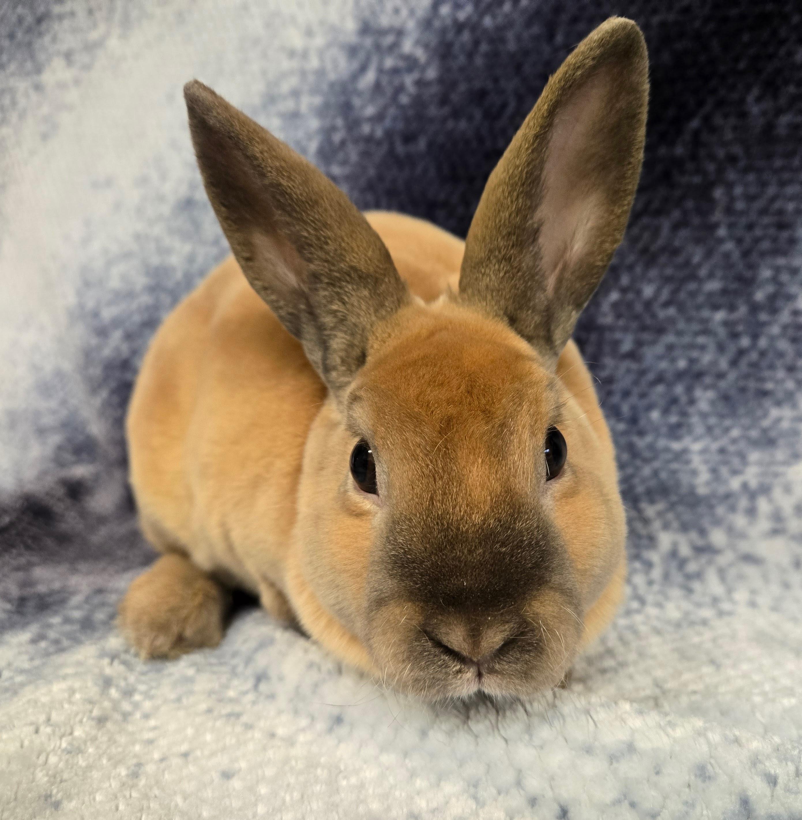 Vincent, a Adoptable Mini Rex in Deerfield, WI image 3/3