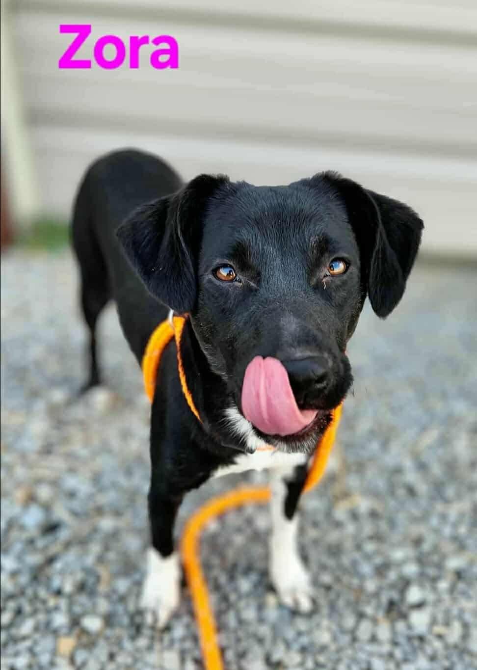 Zora, Adoptable, Young Female Mixed Breed.