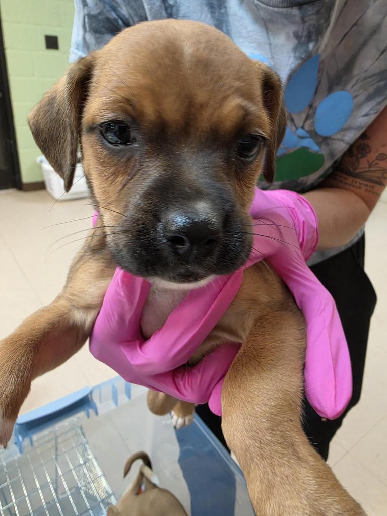 Oolong aka Zoey, Adoptable, Puppy Female Jack Russell Terrier & Feist.