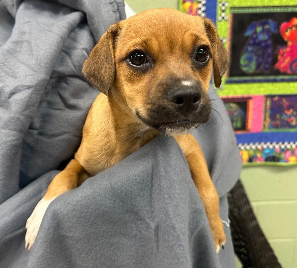 Enlarge Oolong aka Zoey, a Adoptable mixed breed in Burnsville, NC image 2/4