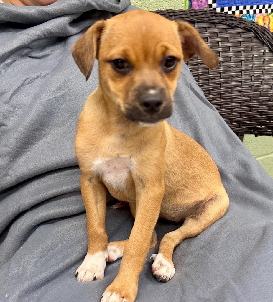 Enlarge Oolong aka Zoey, a Adoptable mixed breed in Burnsville, NC image 3/4
