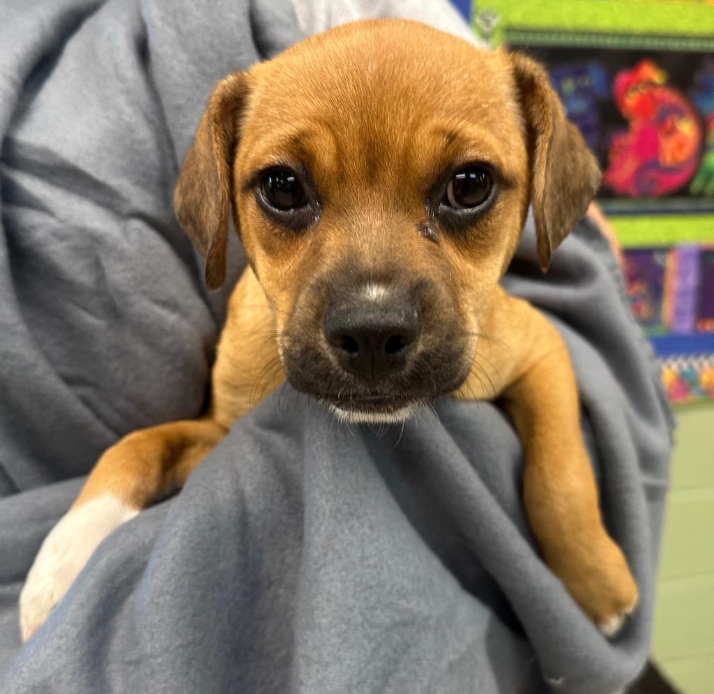 Enlarge Oolong aka Zoey, a Adoptable mixed breed in Burnsville, NC image 4/4