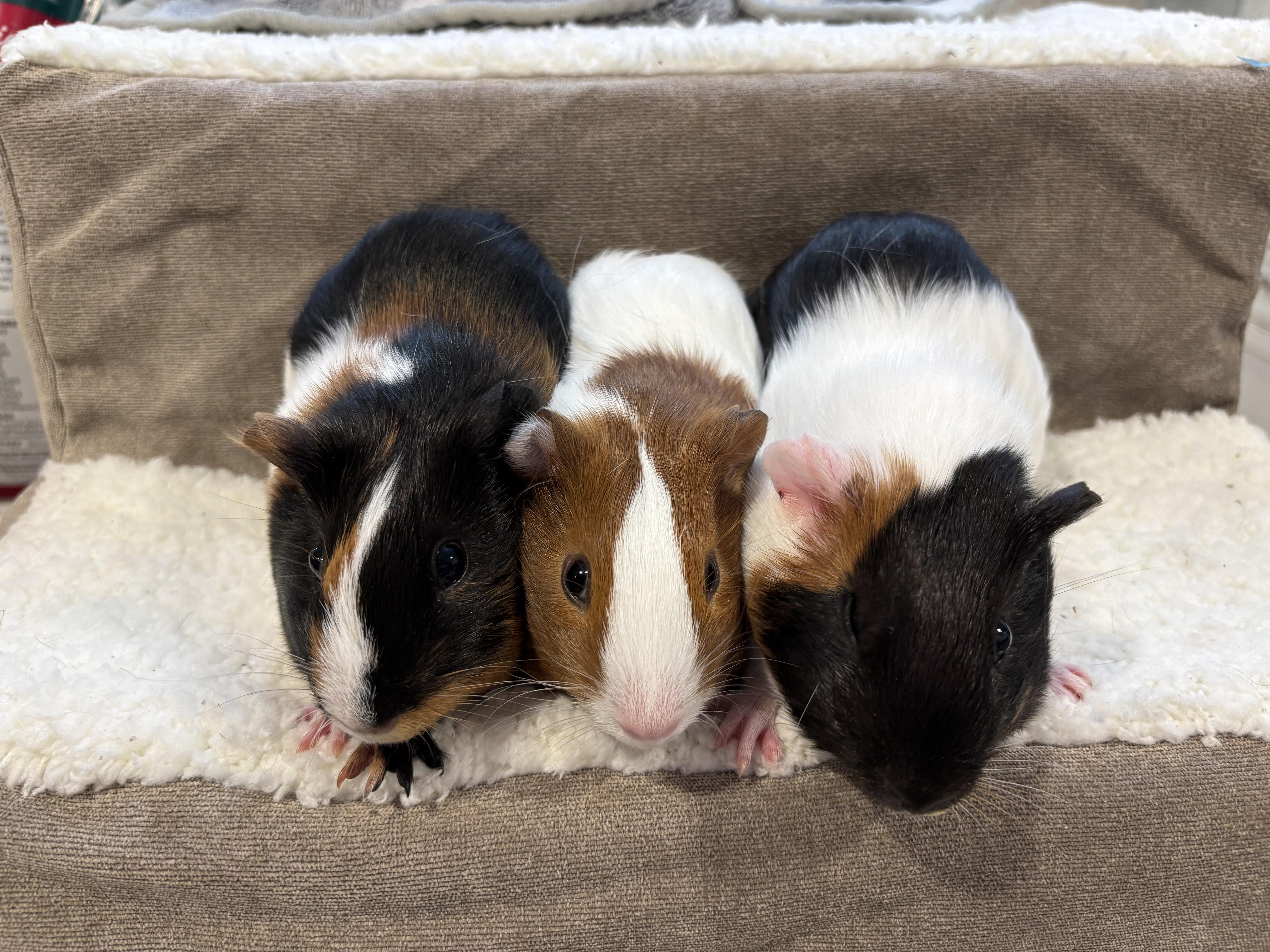 Enlarge Caramel, Panda & Soy Sauce!, a ADOPTABLE Short-Haired in Paramus, NJ image 1/1