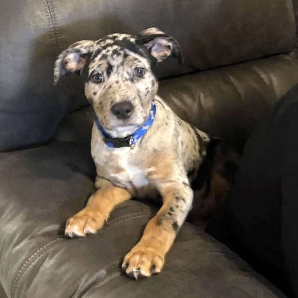 Duke — thumbnail 2