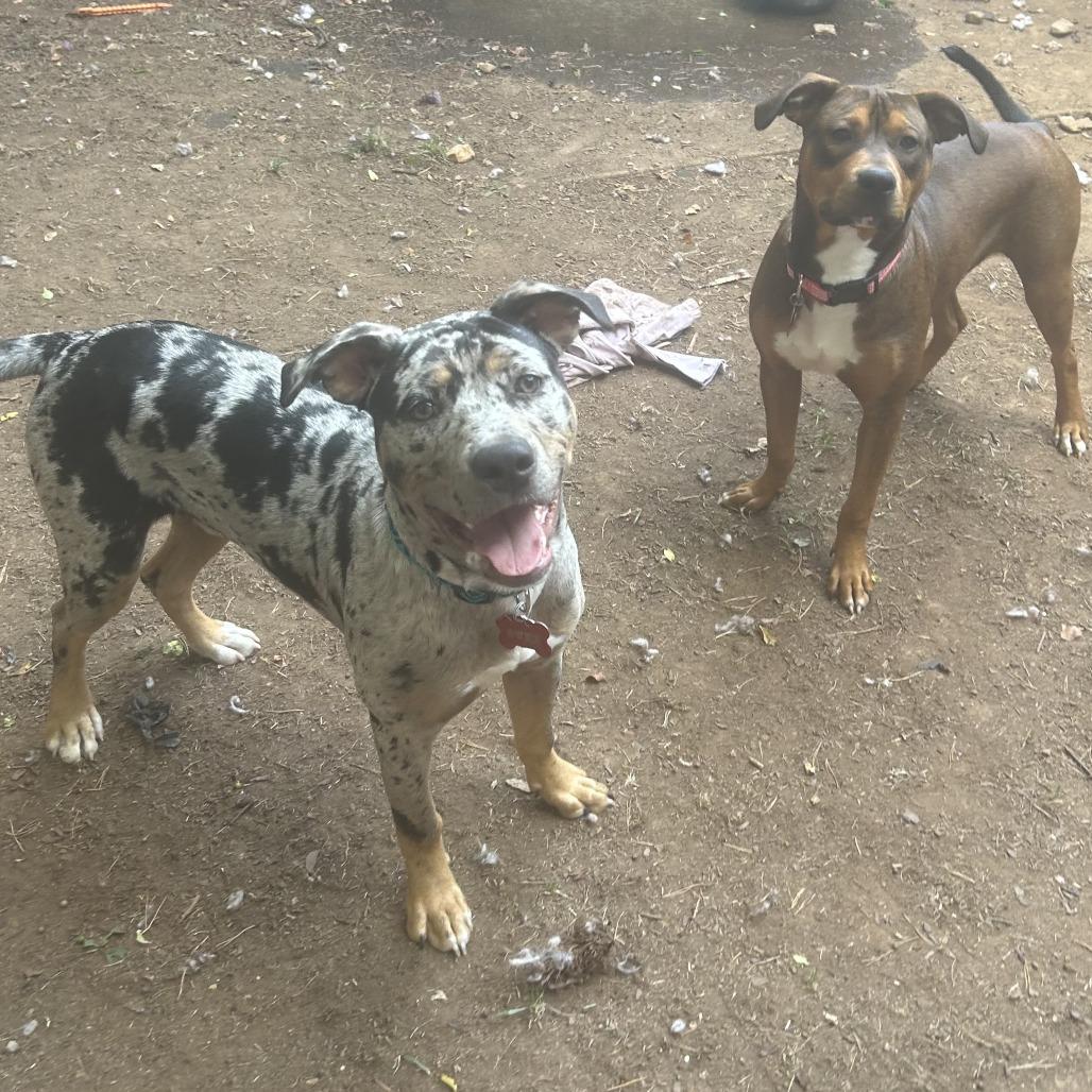 Duke — thumbnail 3