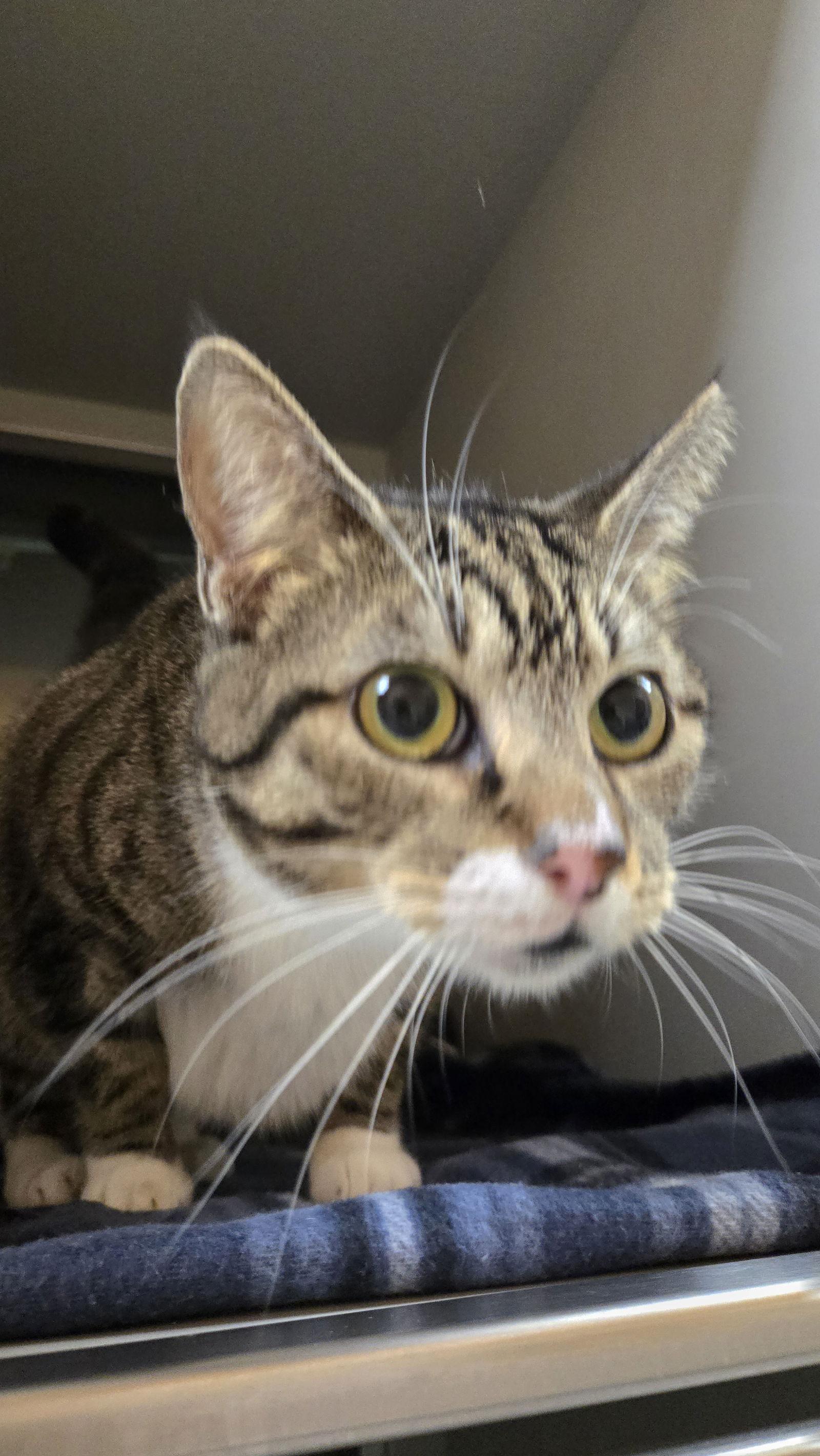 Enlarge Novie, a Adoptable Domestic Short Hair in Rowlett, TX image 1/2