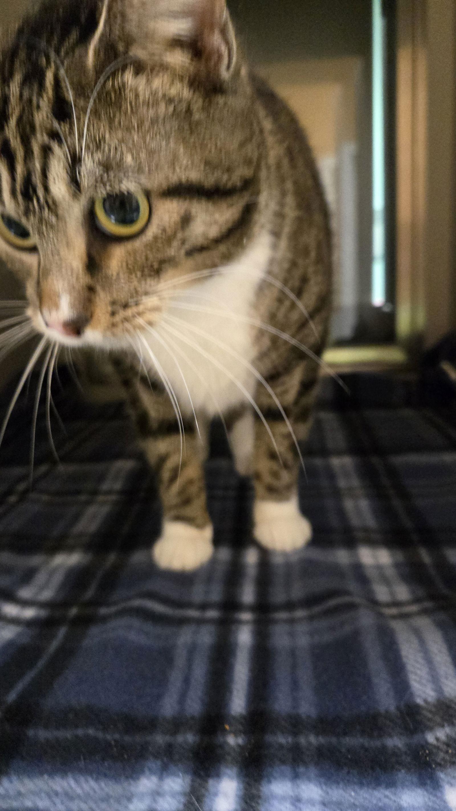 Enlarge Novie, a Adoptable Domestic Short Hair in Rowlett, TX image 2/2