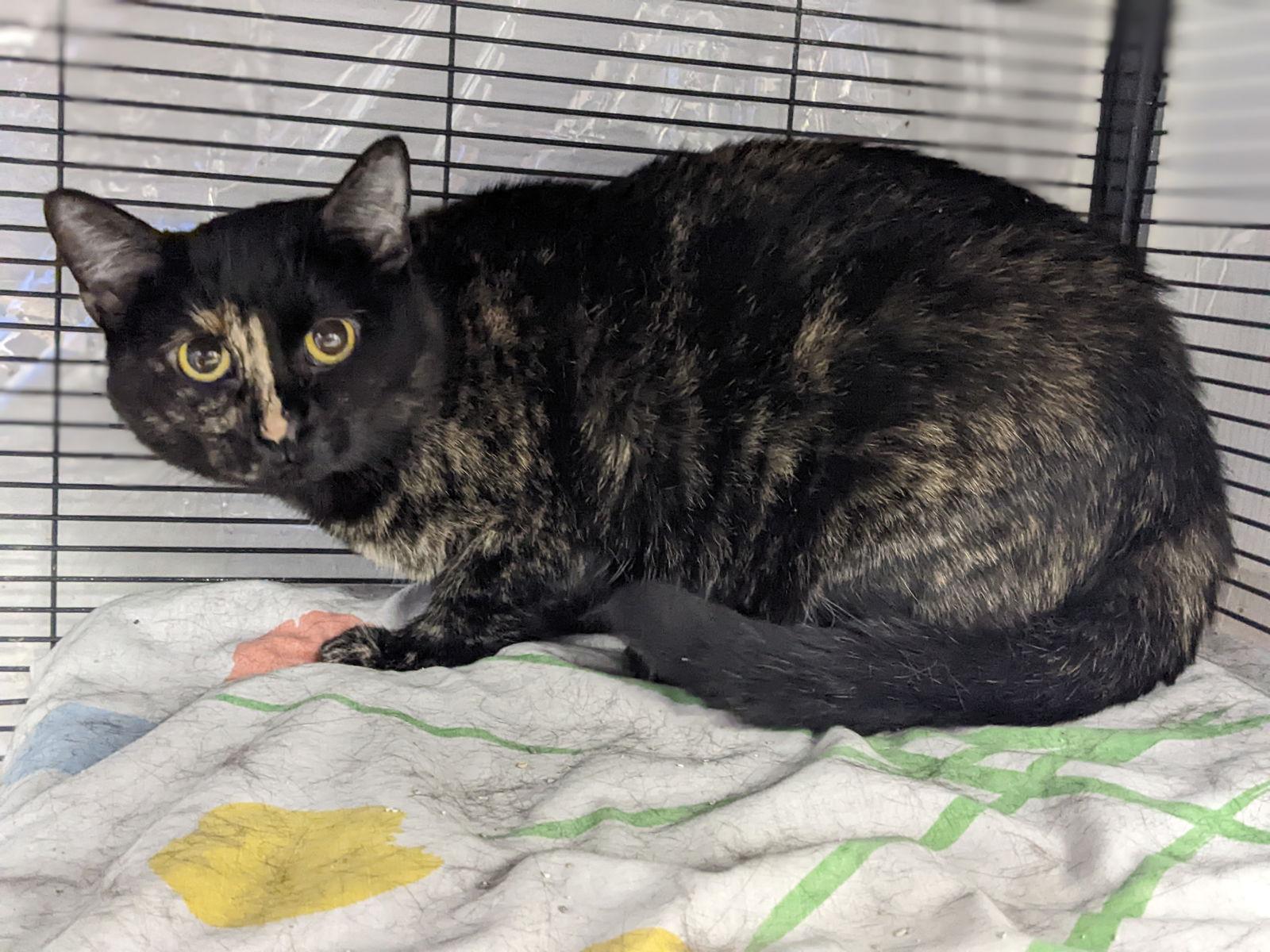 Icylyn, Adoptable, Young Female Domestic Short Hair.