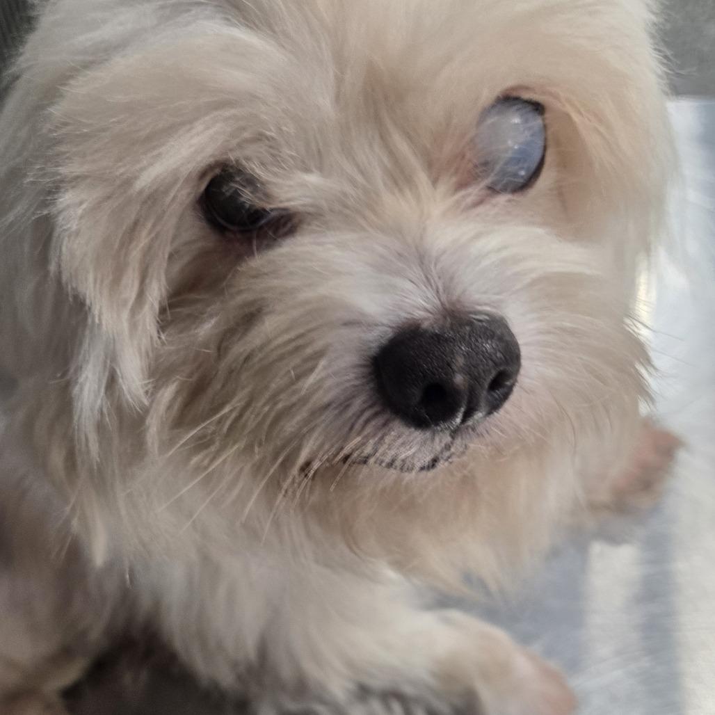 Enlarge Willie, a Adoptable Poodle in St. Louis, MO image 1/3