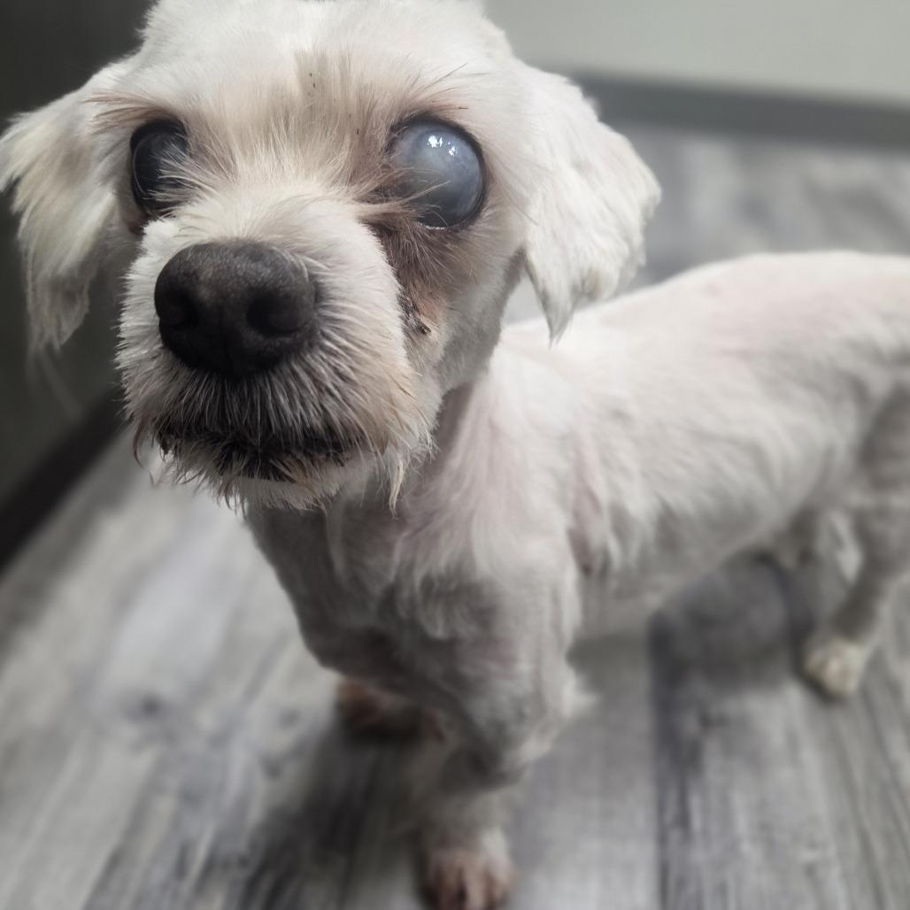 Enlarge Willie, a Adoptable Poodle in St. Louis, MO image 2/3