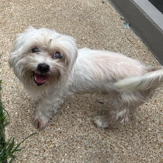 Enlarge Willie, a Adoptable Poodle in St. Louis, MO image 3/3