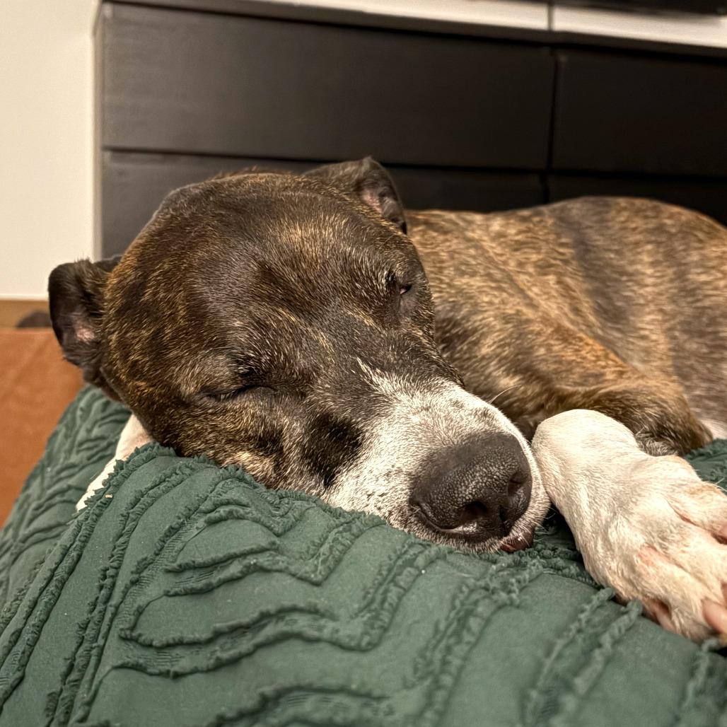 Banana Cream, Adoptable, Senior Male Pit Bull Terrier & Greyhound.