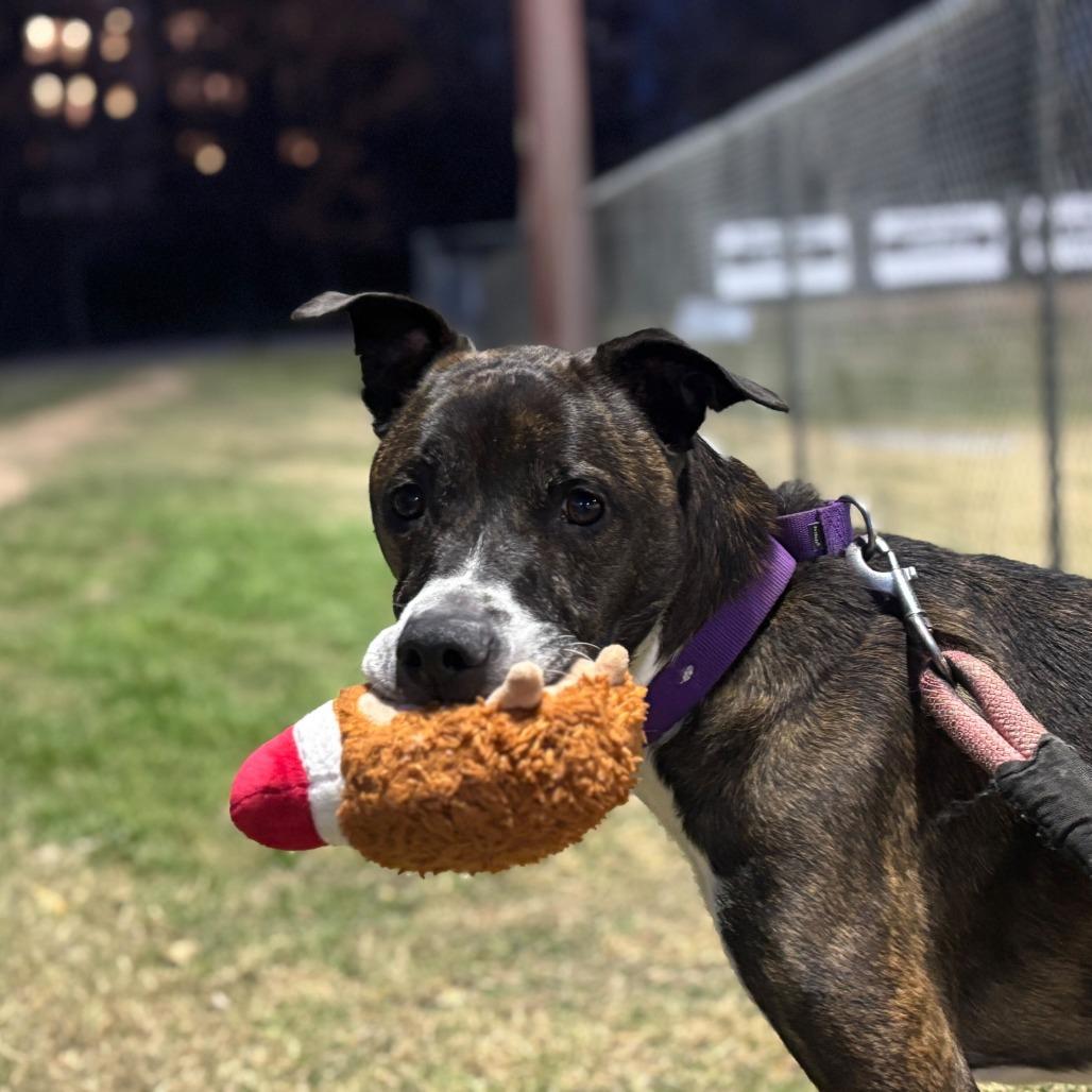 Enlarge Banana Cream, a Adoptable mixed breed in Austin, TX image 1/6