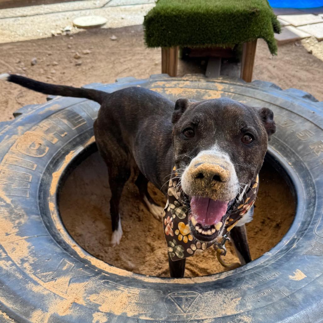 Enlarge Banana Cream, a Adoptable mixed breed in Austin, TX image 2/6