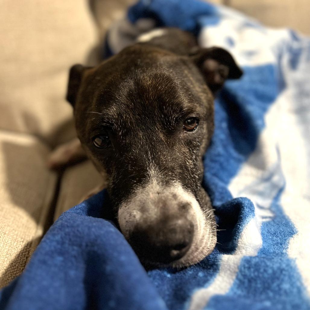 Enlarge Banana Cream, a Adoptable mixed breed in Austin, TX image 3/6