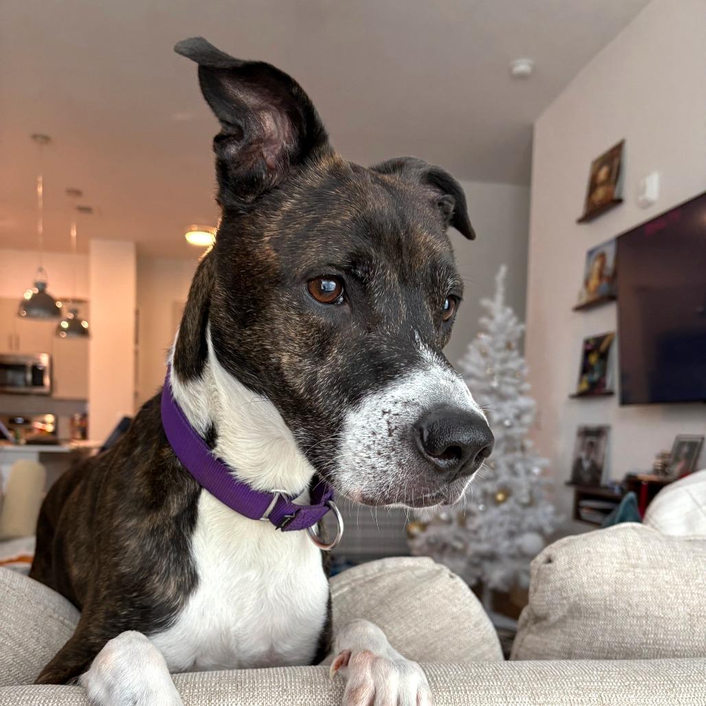 Enlarge Banana Cream, a Adoptable mixed breed in Austin, TX image 4/6