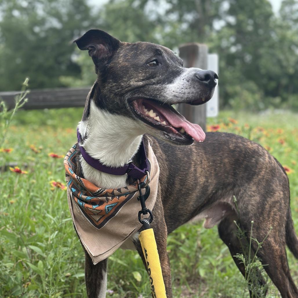 Banana Cream, a Adoptable mixed breed in Austin, TX image 5/6
