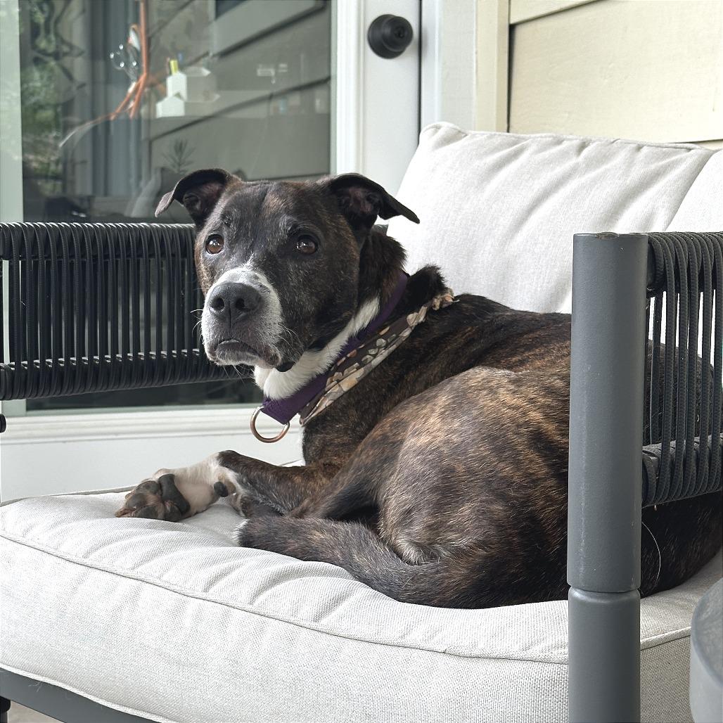 Enlarge Banana Cream, a Adoptable mixed breed in Austin, TX image 5/6