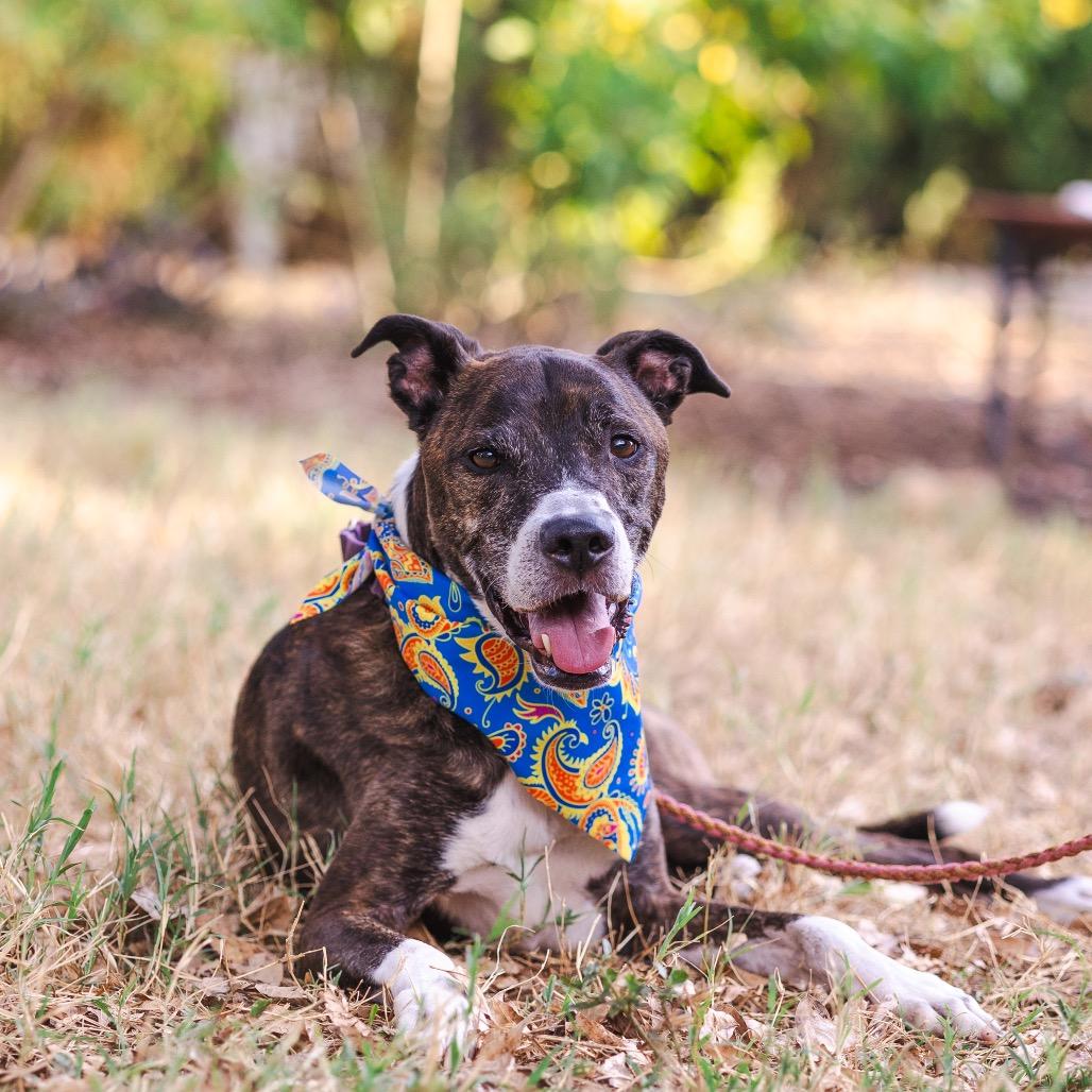 Enlarge Banana Cream, a Adoptable mixed breed in Austin, TX image 5/6