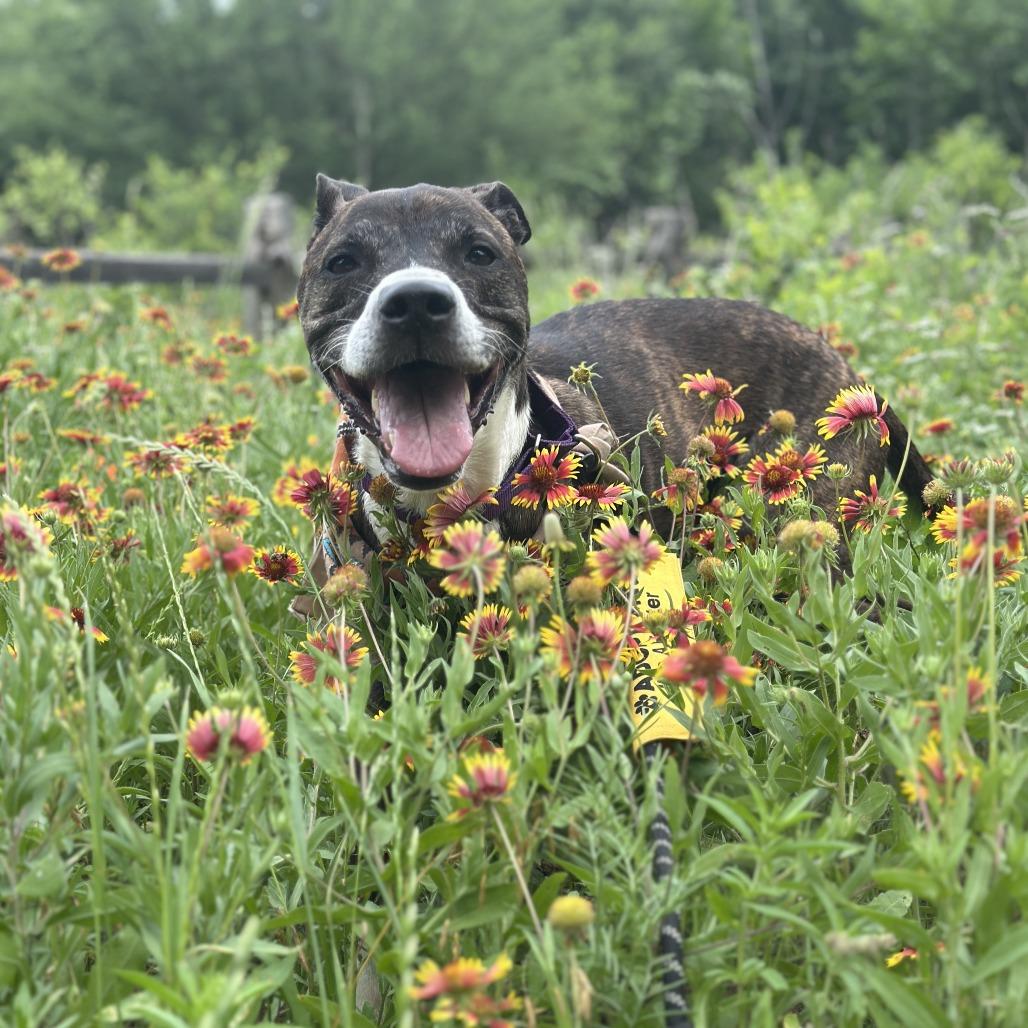 Enlarge Banana Cream, a Adoptable mixed breed in Austin, TX image 6/6