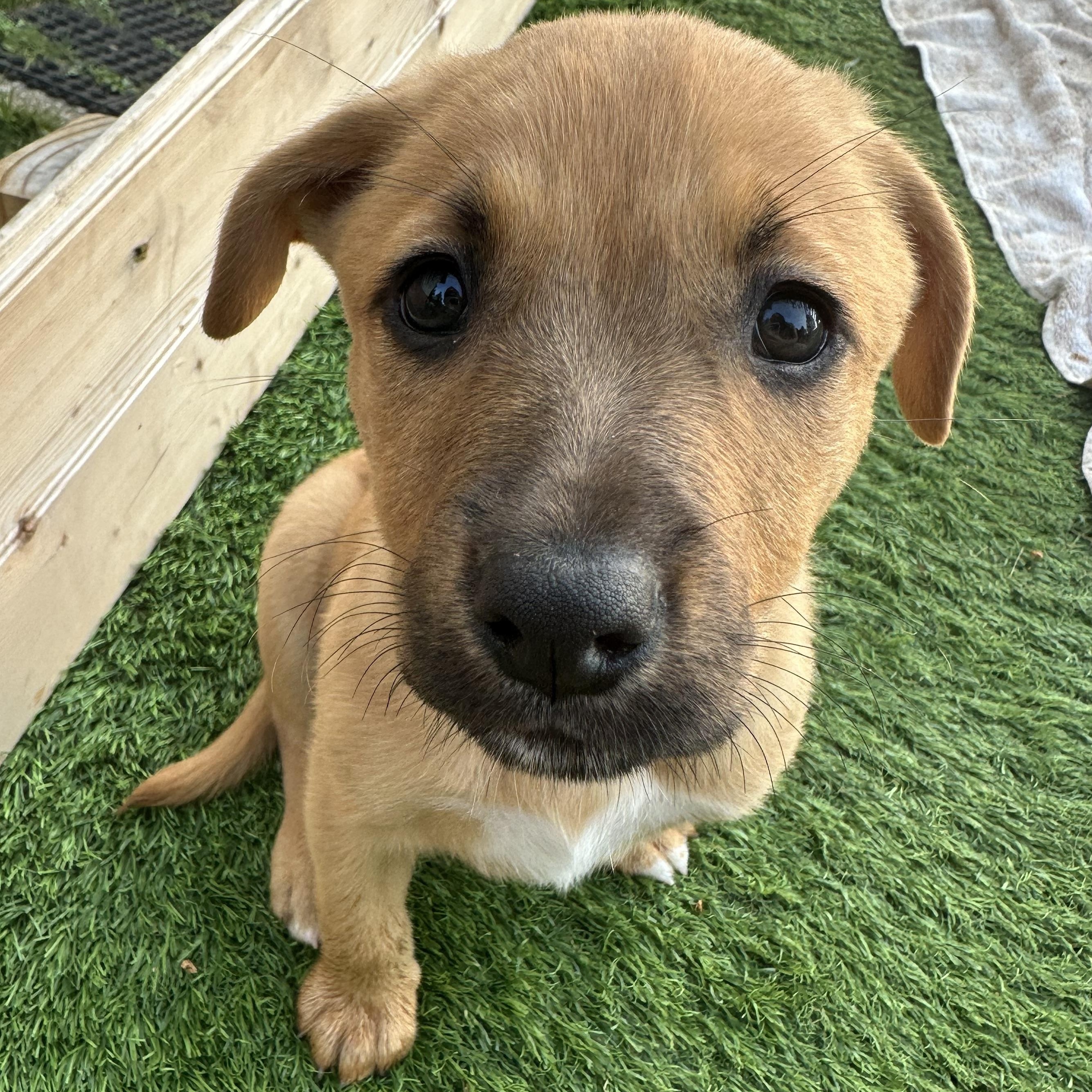 Enlarge Espejo, an adopted mixed breed in Iron River, MI image 1/2