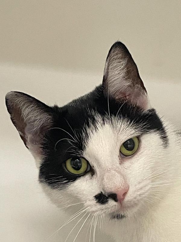 Mr. Mustache, a Adoptable mixed breed in Columbus, OH image 1/6