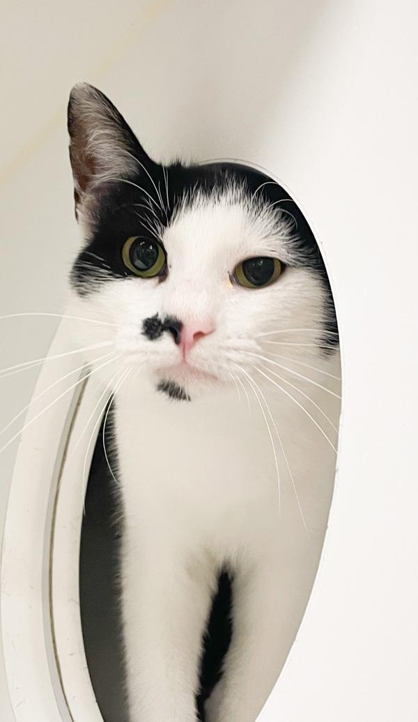 Mr. Mustache, a Adoptable mixed breed in Columbus, OH image 2/6