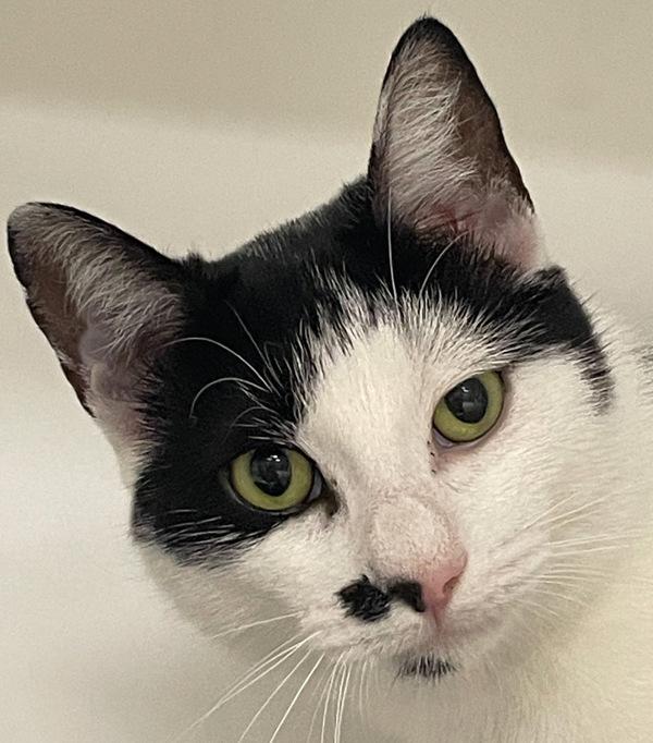 Mr. Mustache, a Adoptable mixed breed in Columbus, OH image 3/6