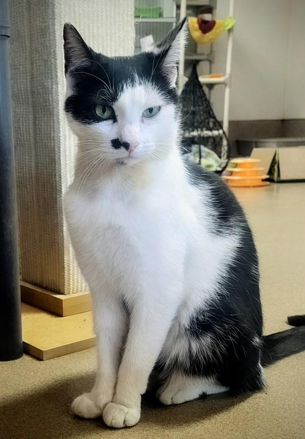 Mr. Mustache, a Adoptable mixed breed in Columbus, OH image 5/6