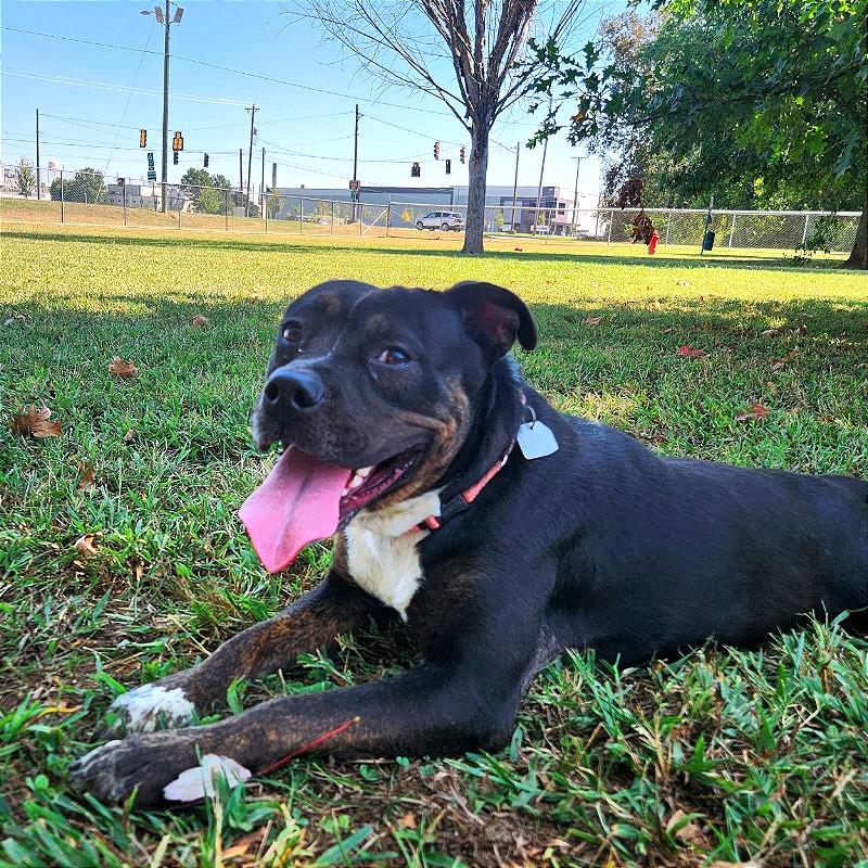 Momo, Adoptable, Adult Female Mixed Breed.