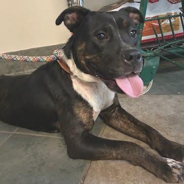 Enlarge Momo, a Adoptable Mixed Breed in Chattanooga, TN image 3/3