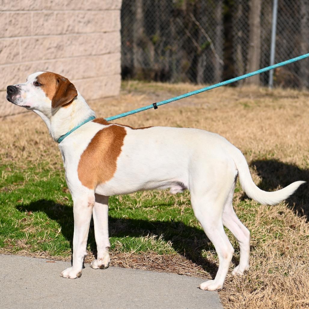 Bodie, Adoptable, Adult Male Hound & Mixed Breed.