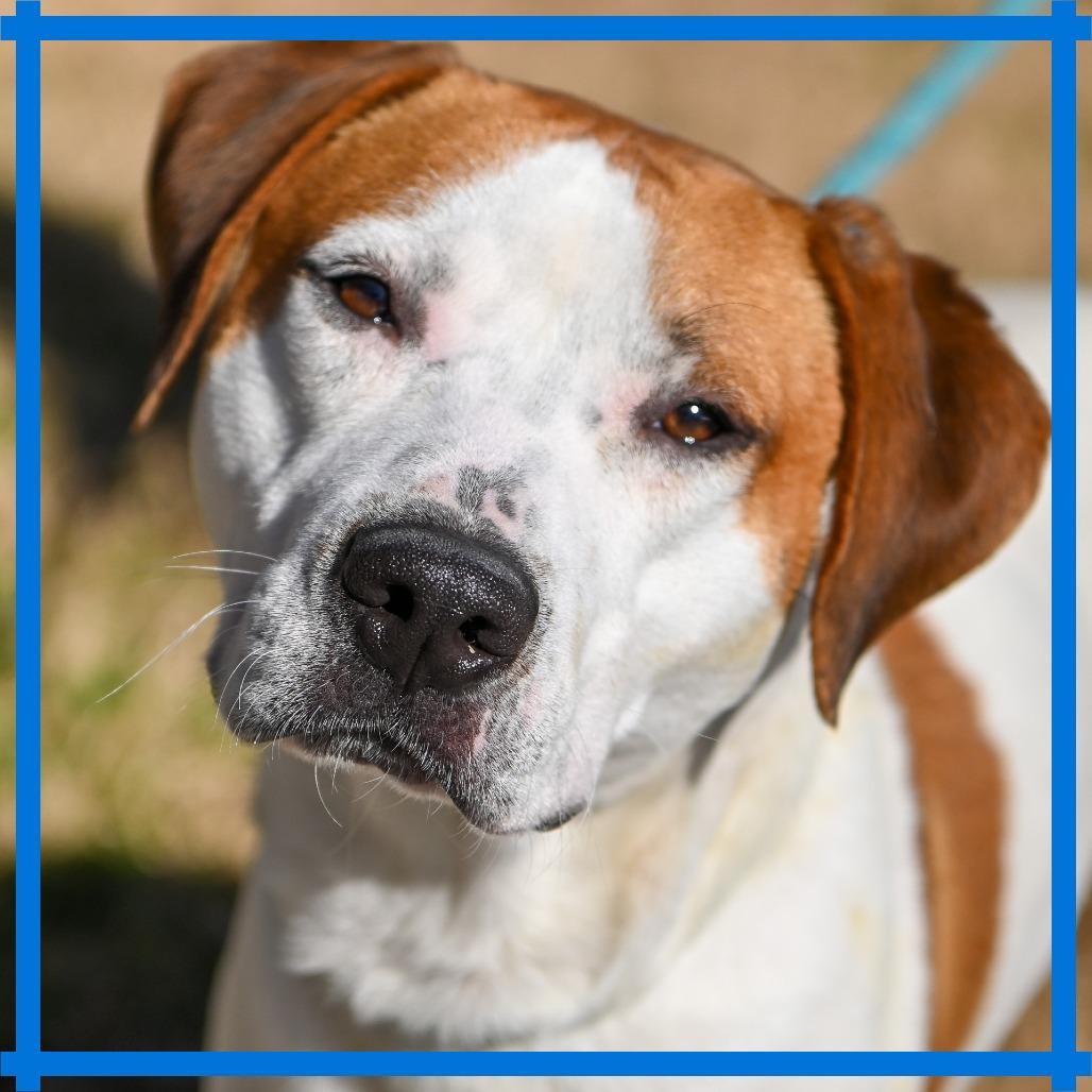 Enlarge Bodie, a Adoptable mixed breed in Richmond, VA image 4/5