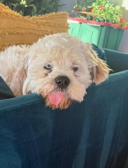 Tofu, a Adoptable mixed breed in Austin, TX image 2/4