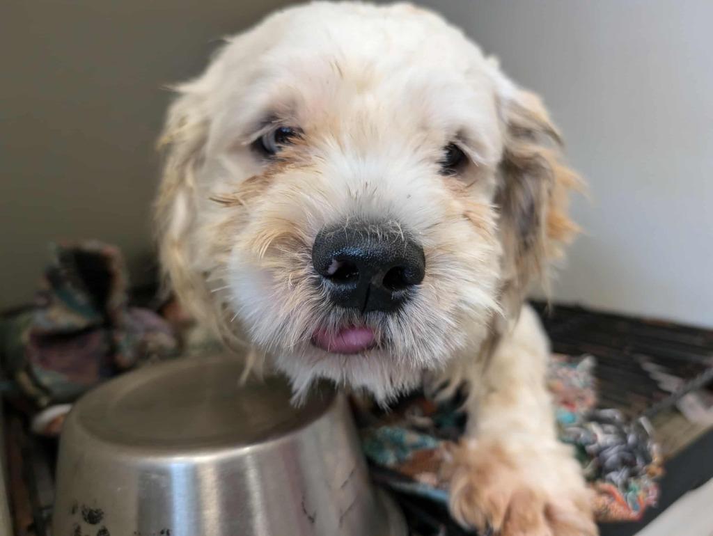 Tofu, a Adoptable mixed breed in Austin, TX image 4/4