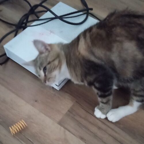 Olay, a Adoptable Domestic Short Hair in Tipp City, OH image 1/11