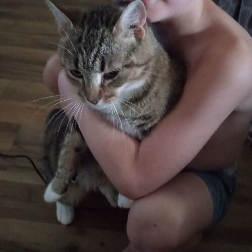 Enlarge Olay, a Adoptable Domestic Short Hair in Tipp City, OH image 7/11