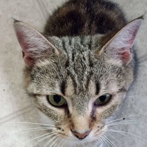 Enlarge Olay, a Adoptable Domestic Short Hair in Tipp City, OH image 9/11