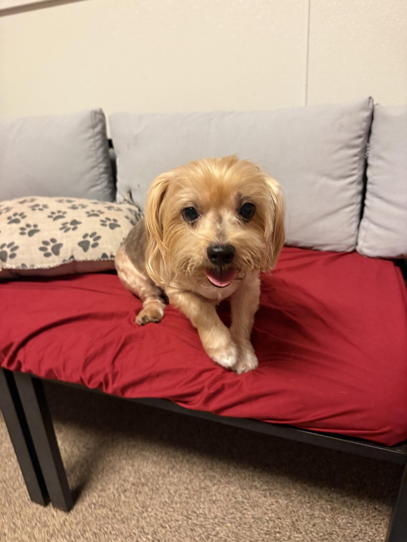 Enlarge Santiago FH, a Adopted Yorkshire Terrier in Sanford, FL image 1/2